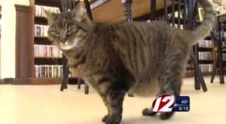 Illustration for article titled The Most Beautiful Modern Art: News Chyrons Featuring Cats